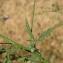  Paul Fabre - Althaea cannabina L.